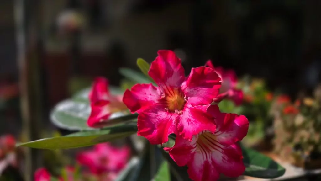 1ª Edição Feirinha Oii Flor em Campo Grande 1 1ª Edição da Feirinha Oii Flor